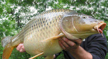 Волосінь Carp Expert мультиколор 0,35, 1000 метрів, супер якість, виробництво Угорщина, фото 4