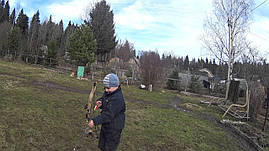 Дитячий цибуля Червоний Дракон, фото 2