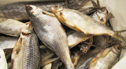 Сушилка для рыбы Синяя, грибов, сухофруктов, защитит от насекомых, на 5 полочек 50*50*100, фото 3