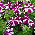 Петунія Ультра Крімсон Стар F1 5 шт Gl Seeds, фото 4