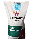 DS0493В ФАО 250 (Maxim XL) Насіння кукурудзи Brevant, фото 2