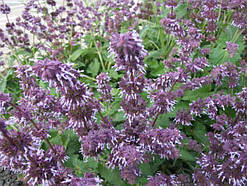 Шавлія мутовчаста (Salvia verticillata) (насіння 20 шт)