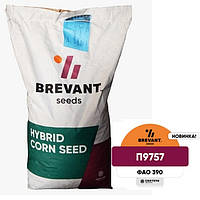 P9757 ФАО 390 (Maxim XL) Семена кукурузы Brevant
