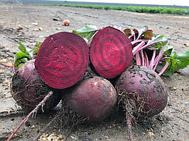 Буряк БОРДО-237 10г