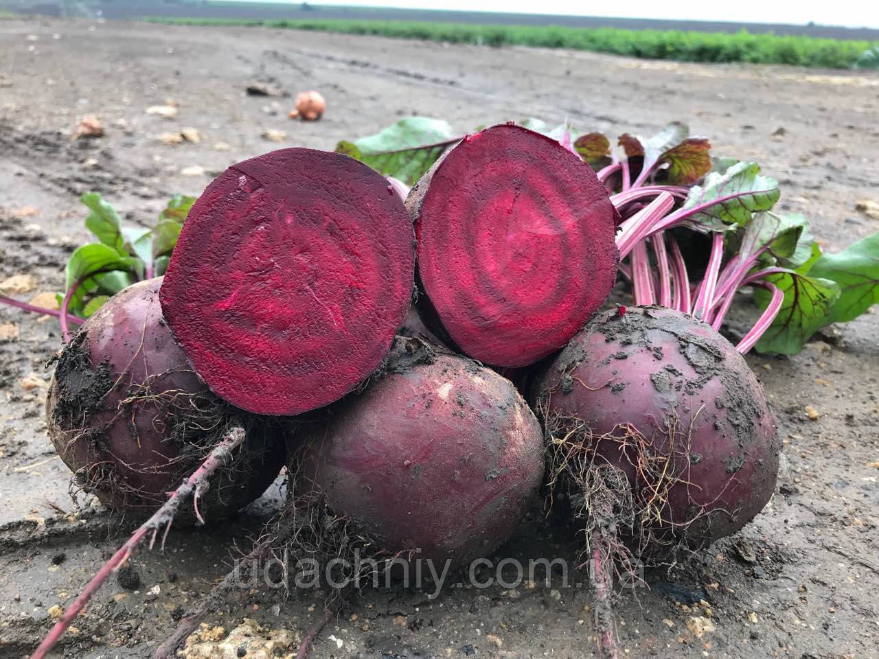 Буряк БОРДО-237 10г