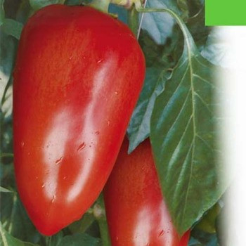 Алексий (Белозерка) семена перца, 5 г перец сладкий, конический (Элитный ряд) - фото 2 - id-p1293624094