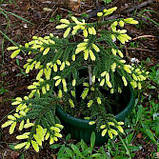 Ялина східна Ауреоспіката (Picea orientalis Aureospicata), фото 3