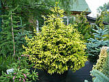 Ялина східна Ауреоспіката (Picea orientalis Aureospicata), фото 4