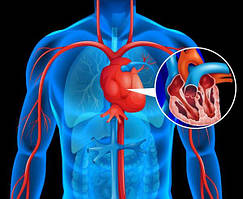 Для серцево-судинної системи