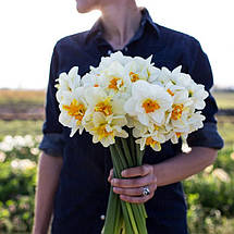 Нарцис Корончатий з махровою короною Flower Drift (Флауэ Дріфт) 2 цибулини, фото 6