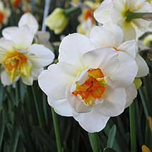 Нарцис Корончатий з махровою короною Flower Drift (Флауэ Дріфт) 2 цибулини, фото 5