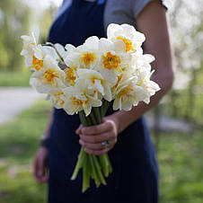 Нарцис Корончатий з махровою короною Flower Drift (Флауэ Дріфт) 2 цибулини, фото 3