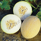 Диня Амал F1 Clause/Франція 5 шт., фото 5