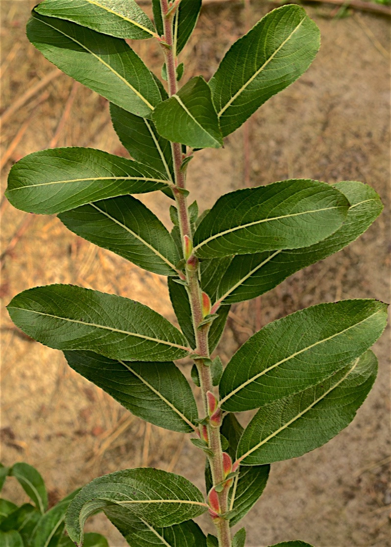 Ива тонкостолбиковая маунт асо. Ива тонкостолбиковая/Salix gracilistyla 'melanostachys'. Ива хеномелесовидная. Ива тонкостолбиковая Маунт АСО на штамбе.