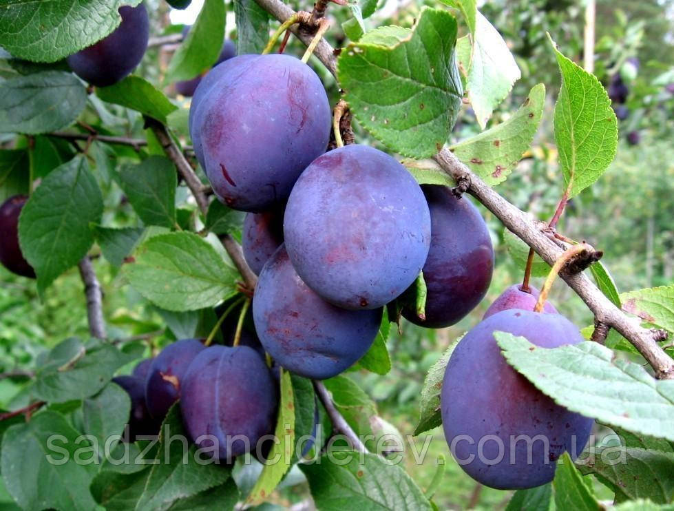 Саджанці слив Каліпсо (Plum Calypso)