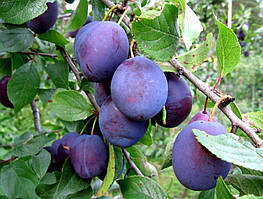 Саджанці слив Каліпсо (Plum Calypso)