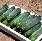 Огірок Гектор F1 Nunhems/Нідерланди 20 шт, фото 3