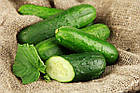Огірок Гектор F1 Nunhems/Нідерланди 20 шт, фото 4