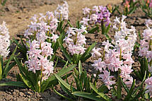 Гіацинт махровий Chestnut Flower 1 цибулина (калібр 16/17 - великий), фото 5