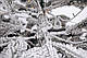Ялинка лита засніжена Ковалівська з Гірляндою 2,3 м, фото 8