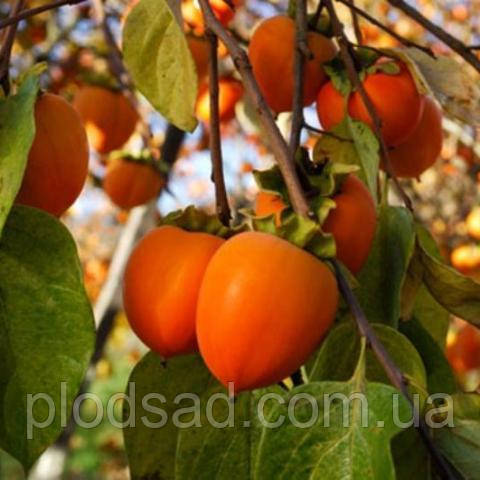 Хурма Українка