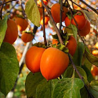 Хурма Українка