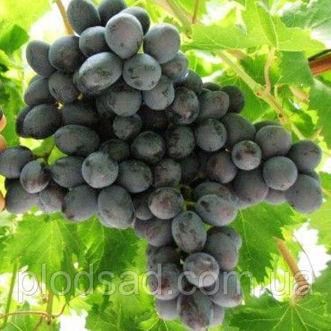 Виноград кишмиш Літній Королівський