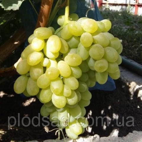 Виноград кишмиш Кондарів 6