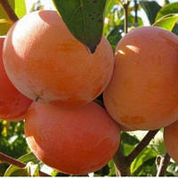 Хурма Пам'яті Черняева 2 річна