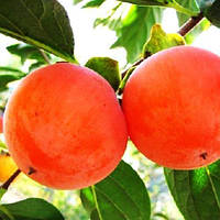 Хурма Шарон