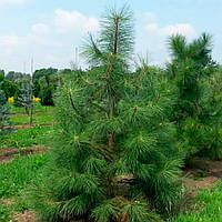 Саженцы Сосны жёлтой, или орегоонская, или тяжёлая (Pinus ponderosa)