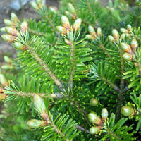 Саженцы Пихты Белой (Abies alba)