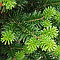 Саджанці Ялиці Білої (Abies alba), фото 4