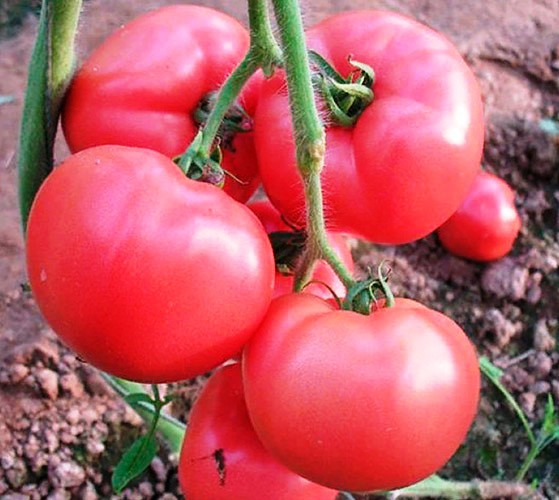 Насіння томатів Китайський рожевий