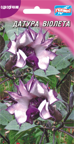 Датура Віолетта