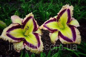 Лілейник Punchbowl (Pierce 2016) (сажники), фото 1