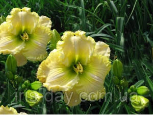 Лійник Wonders Never Cease Вондерс Невер Кіс (Carr 2003) (сажники), фото 1