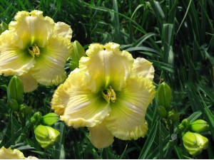 Лійник Wonders Never Cease Вондерс Невер Кіс (Carr 2003) (сажники)