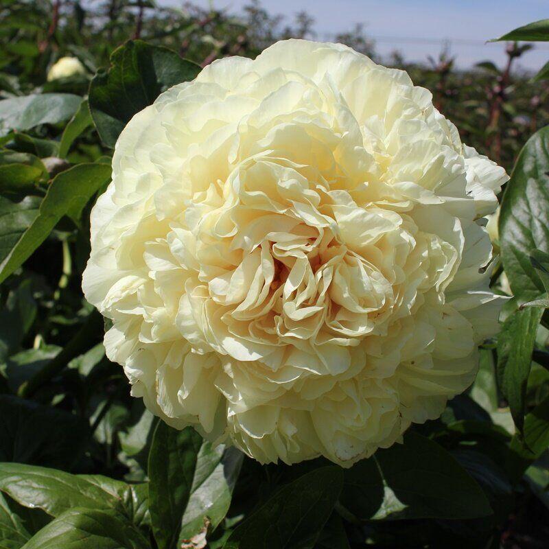 Півонія Blonde Vision Блонд Вижин (Hollingsworth 2010) (саджанці