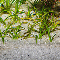 Грунт для акваріума, JBL Sansibar River, 0.4-1.4 мм, 10 кг, фото 4