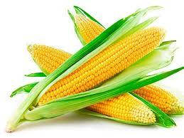 Насіння кукурудзи Української Селекції