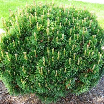 Сосни гірської Мугус (Pinus mugo Mughus)
