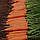 Насіння моркви Монанта (Monanta), 1 гр., ТМ "ЛедаАгро", фото 3