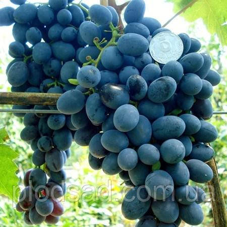 Виноград кишмиш Ребека