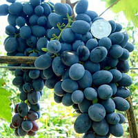 Виноград кишмиш Ребека