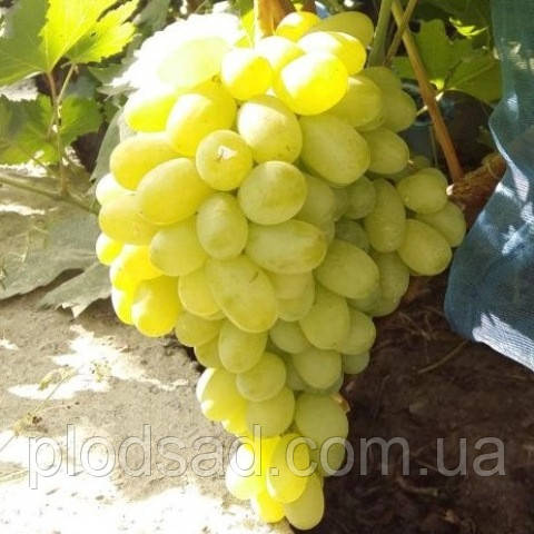 Виноград кишмиш Піар