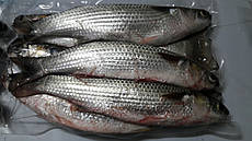 Кефаль чорноморська велика 2-4 шт/кг