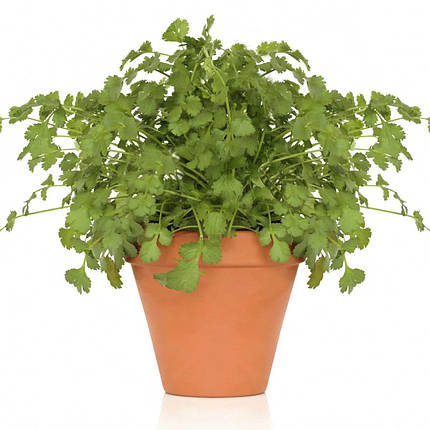 Насіння Коріандр кімнатний 2г ТМ Професійне насіння, фото 2