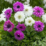 Анемона махровий The Admiral полуниці, фото 2