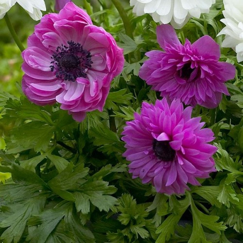 Анемона махровий The Admiral полуниці, фото 1